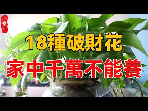 前陽台 招財植物|五種前陽台招財植物大公開